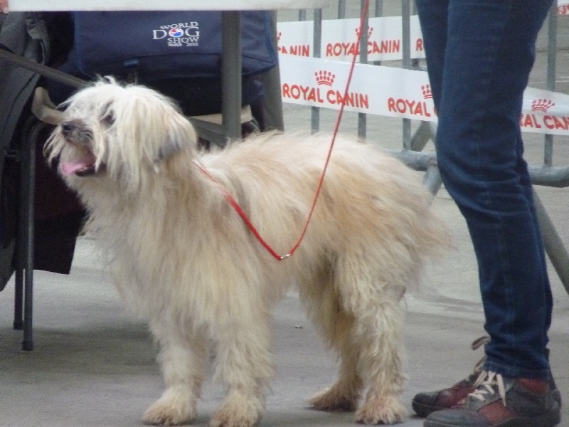 Hank De L'etoile De La Bergerie
